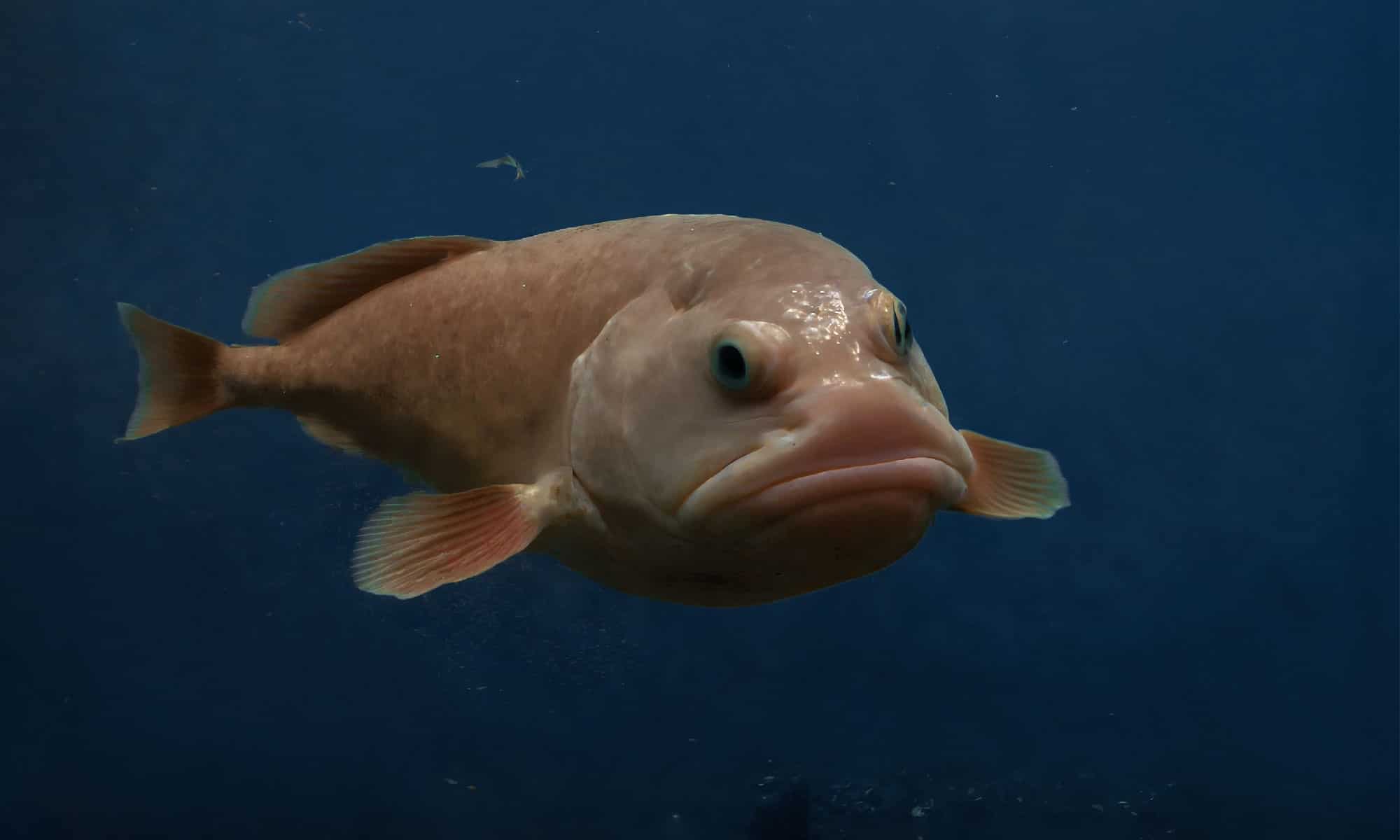 Blob Fish
