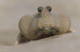 A mud skipper fish